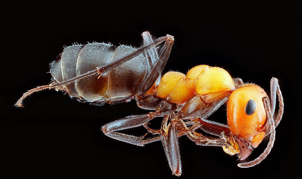 Ant Control service in Boston, MA