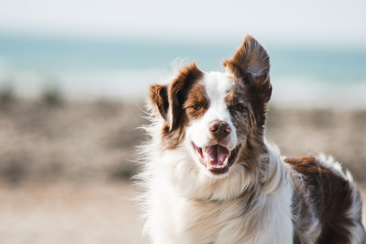 Flea & Tick Control service in Boston, MA