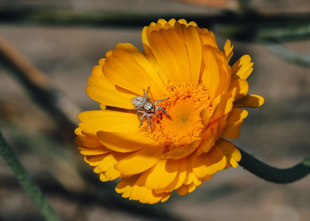 Spider Control service in Boston, MA